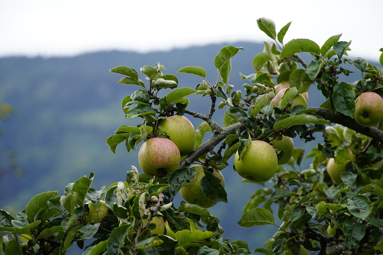 Creating and Maintaining an Organic Orchard